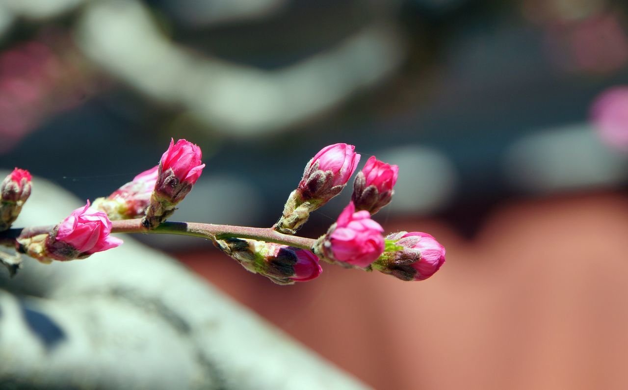 flower, freshness, petal, fragility, close-up, growth, focus on foreground, beauty in nature, flower head, bud, pink color, nature, plant, selective focus, stem, blooming, in bloom, new life, blossom, season