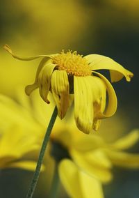 Close-up of yellow flowering plant