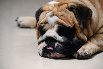 Close-up of a dog sleeping on floor