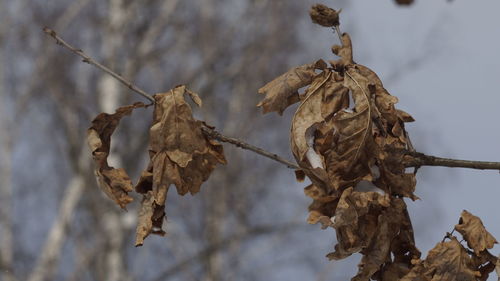 Close-up of wilted plant