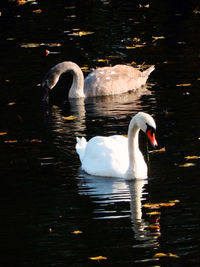 Swan swimming in lake