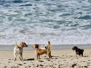 View of dogs on beach