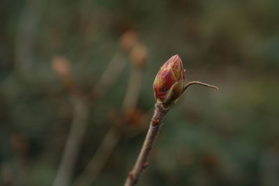 Close-up of flower bud