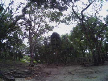 Trees growing in forest against sky