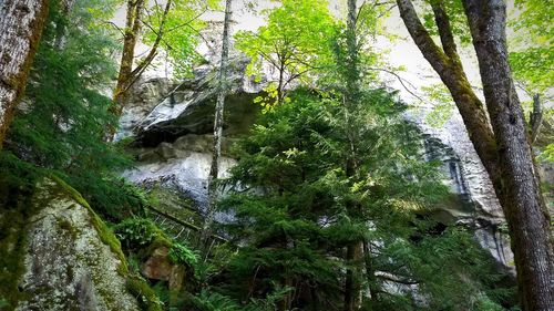 Low angle view of trees growing in forest