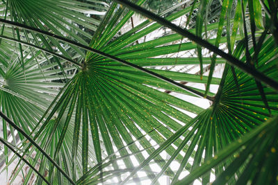 Close-up of palm tree