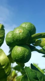 Low angle view of leaves against sky