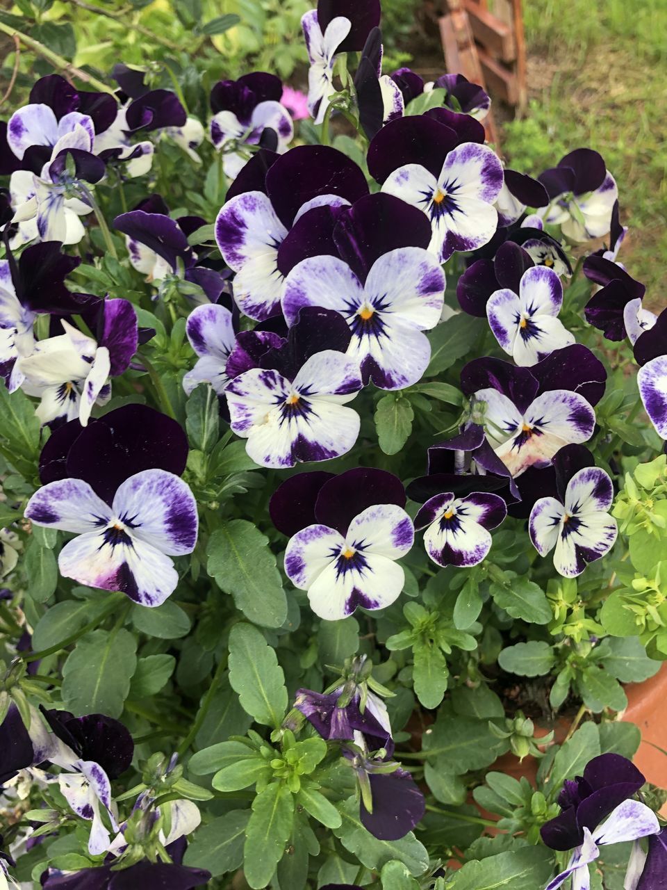 CLOSE-UP OF FRESH PURPLE FLOWERING PLANTS