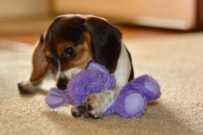 Close-up of puppy at home