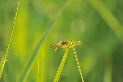 Close-up of dragonfly on grass