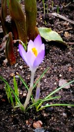 Close-up of crocus blooming outdoors