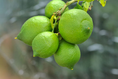 Citrus lemon. close up of green lemons.