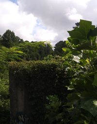 Close-up of plants growing on field against sky