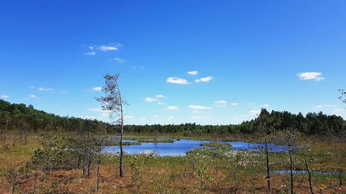 Scenic view of trees on field against blue sky