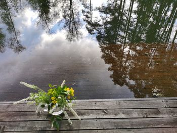 Flowering plants by railing against trees