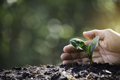 Close-up of hand holding leaves