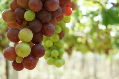 Close-up of grapes hanging on tree