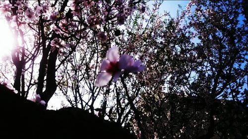 Low angle view of flower tree against sky