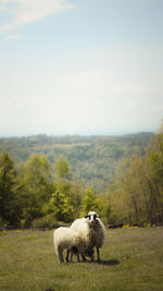 Sheep grazing on field against sky