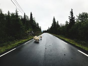 Dog on road amidst trees against sky