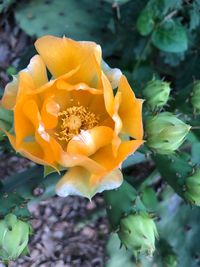 Close-up of yellow rose flower