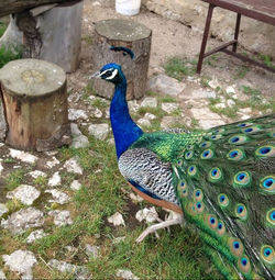 peacock