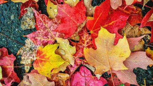 Close-up of fallen maple leaves during autumn