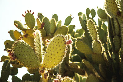 Close-up of succulent plant