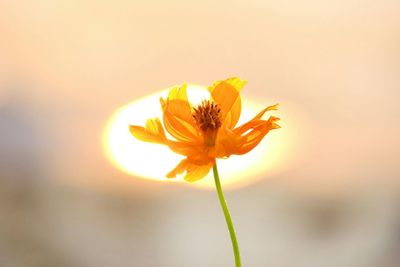 Close-up of yellow flower