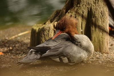 Close-up of duck at lakeshore