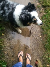 Low section of woman with dog in water