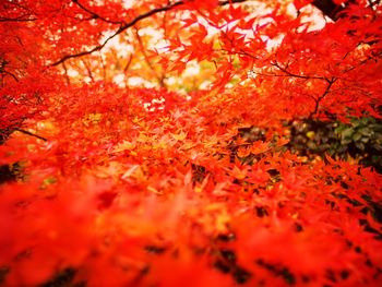 Close-up of maple tree during autumn