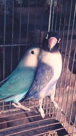 Close-up of bird in cage