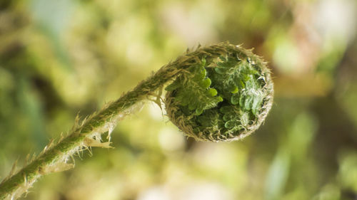 Close-up of fern growing outdoors