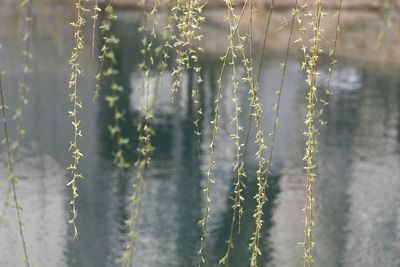 Close-up of plants against blurred background