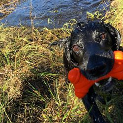 Close-up portrait of dog in water