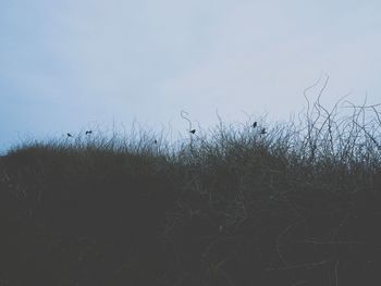 Close-up of silhouette plants on land against sky