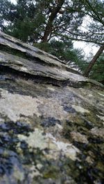 Low angle view of moss growing in forest