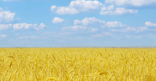 Yellow agriculture field with ripe wheat and blue sky with clouds