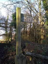 Text on tree in forest against sky