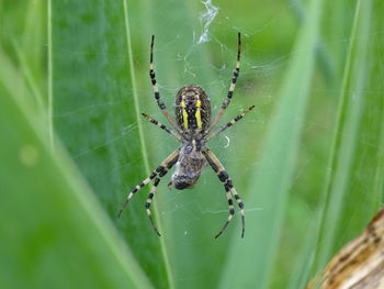 Close-up of spider on web