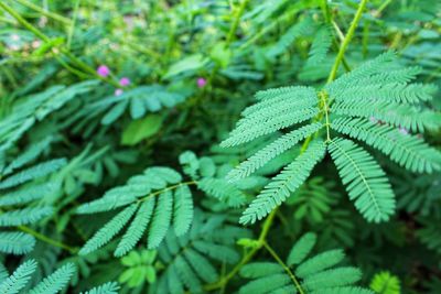 Close-up of green leaves