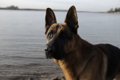 Close-up of a dog looking away