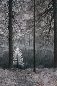 Trees in forest during winter