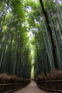 Walkway amidst trees in forest