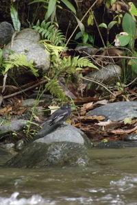 Stream flowing through rocks