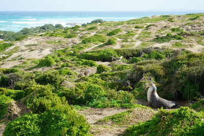 View of bird on beach