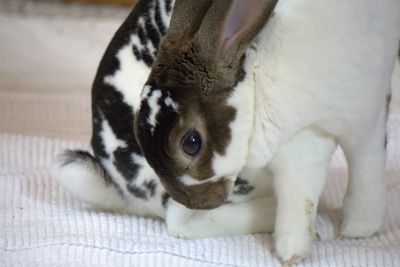 Closeup of rabbit