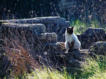 Cat sitting on land