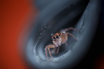 Close-up of spider